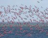 "Найбільша зафіксована кількість": під Одесу прилетіли понад тисячу фламінго (фото)