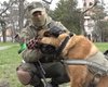 Выучил украинский: трофейная овчарка приступит к службе в Нацгвардии