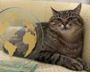 Харьковский кот Степан получил престижную блогерскую премию в Каннах