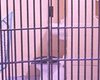 В США открылась розовая тюрьма
