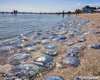 Одесские пляжи "оккупировали" огромные медузы