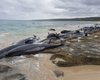 В Австралии на берег выбросились 150 дельфинов