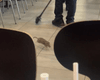 Ужас в McDonald's: гигантская крыса "набросилась" на трехлетнюю девочку (фото)