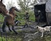 Бродили между воронок: ВСУ эвакуируют сбежавших лошадей их зоны боев на Донбассе (фото, видео)