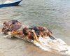 Огромный глобстер: на пляж в Малайзии выбросило загадочное морское существо (фото)