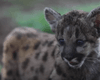 В Мексике детенышей редкого вида пумы назвали Пандемией и Карантином