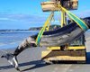 Самый редкий кит на планете выбросился на берег: его никогда не видели живым