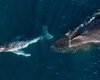 Морские гиганты рожают сотни детей во время турне по "горбатому шоссе": никто не знал об этом