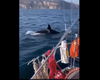 Жуткие мгновения: киты-убийцы окружили яхту "Санта-Барбара" и оторвали руль (видео)