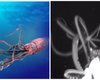 Ученые засняли у берегов США гигантского кальмара длиной 3,5 метра (видео)