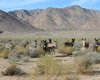 Нечто заставляет ослов в Долине Смерти умирать медленно и мучительно: люди тоже в опасности (фото)