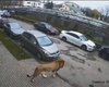 "Він агресивний!": у Хмельницькому помітили лева, що розгулює дворами (відео)