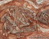 Обнаружены древнейшие останки эмбрионов динозавров