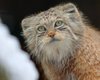 Самый толстый зимний кот: кто такие манулы и чем отличаются от обычных пушистых друзей
