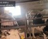Животные месяцами страдают из-за рейдерского захвата ГП "Рыхальское": Госпродпотребслужба игнорирует, — СМИ