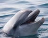 У Японії дельфін-задира тероризує відпочивальників. Винен складний характер