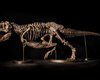 Скелет тираннозавра T.rex продадут на аукционе за $25 млн (фото)