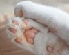 Зачем кошкам подушечки на лапах на самом деле: ученые дали ответ