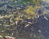 Мор рыбы на Борщаговке: местные показали речку с вонючей зеленой водой (видео)
