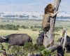 Лев спасся от стада нервных буйволов при помощи дерева