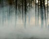 В Луганской области горят 160 гектаров леса