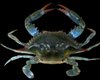 Все из-за изменения климата: Черное море захватывают американские крабы и японские креветки