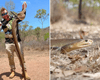 "Святой Грааль" змееловов: одна из самых ядовитых змей пробралась в университет Австралии (фото)