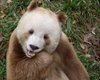 Вовсе не черно-белые. Названа причина, по которой панды рождаются с шерстью другого цвета (фото)