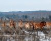 В Чернобыльской зоне лошади Пржевальского погибли в стальных петлях браконьеров (фото)