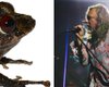 Ученые открыли новый вид лягушек: назвали в честь рок-группы Led Zeppelin (фото)