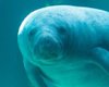 Вдвое старше сородичей: назван самый старый зарегистрированный ламантин в мире (видео)