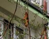 "Таинственный безголовый зверь" на дереве: жителей дома в Кракове два дня пугал круассан