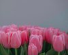 Отмена 8 марта в Украине: будет ли выходной на Международный женский день