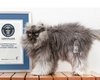Кот Полковник Мяу внесен в Книгу рекордов Гиннесса как обладатель самой длинной шерсти