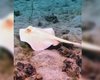 Очень особенный скат в океане: дайвер случайно запечатлел редкое морское существо (видео)