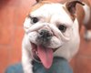 Большие собачьи проблемы. Ученые не рекомендуют заводить бульдогов: в чем причина