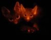 Корейские генетики создали светящихся кошек
