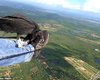 В Бразилии стервятник уцепился за парапланериста во время полета (фото, видео)