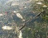 В Полтавской области из-за жары начался массовый мор рыбы