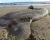 В Калифорнии на пляже нашли странную редкую рыбу