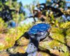 Превзошли Apple Watch: эксперты посоветовали более яркие смарт-часы на 2026 год (фото)