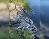 В Киевской ОВА объявили об экологической чрезвычайной ситуации: мор рыбы и мертвые раки (фото)