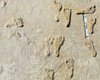 Появляются и исчезают. В США нашли "призрачные" отпечатки ног возрастом 12 тысяч лет (фото)