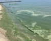 Море в Одесі "цвіте": екоінспектори виявили перевищення шкідливих речовин (відео)