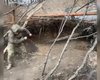 Точность при лобовой атаке: бойцы показали 80-летнюю пушку БС-3, которая подбила БМП РФ (видео)