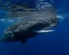 Назван морской гигант, издающий самый громкий звук в океане: никто не знает, почему (видео)