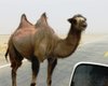 Дикі верблюди пристосувалися пити дуже солону воду: ніхто досі не знає, як (відео)