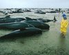 В Новой Зеландии на сушу выбросились более 70 китов 