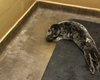 В Великобритании в саду нашли детеныша тюленя