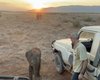 Чудесное воссоединение: 4-месячного слоненка вернули в стадо, но он потерялся вновь (видео)